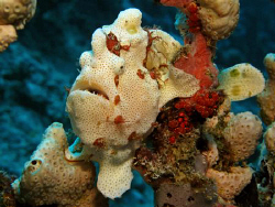 A friendly frogfish (Canon G9 and Ikelite DS51 strobe) by James Dawson 